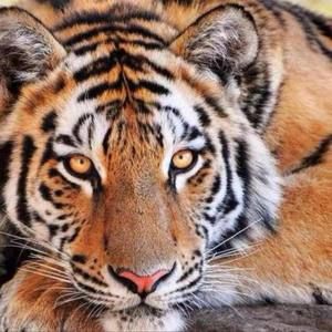 Meet your Posher, Ali